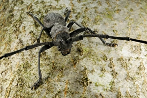 Longhorns Prints: Longhorn Beetle (Morimus asper) adult, standing on tree trunk, Italy, june