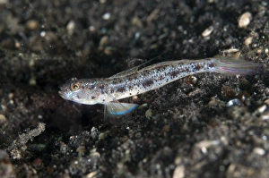 Gobies Prints: Longjaw Shrimpgoby (Psilogobius prolatus) adult