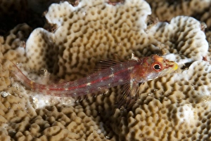 Longjaw Triplefin (Ucla xenogrammus) adult, resting on coral, Lembeh Straits, Sulawesi, Sunda Islands, Indonesia, June