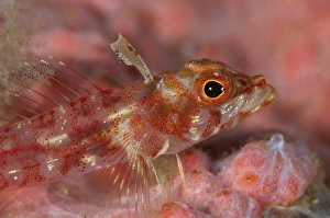 Longjaw Triplefin (Ucla xenogrammus) adult, close-up of head, resting on coral, Lembeh Straits, Sulawesi
