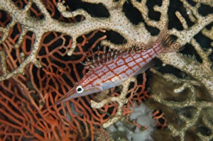 Longnose Hawkfish (Oxycirrhites typus) adult, swimming amongst coral, Lembeh Straits, Sulawesi, Sunda Islands