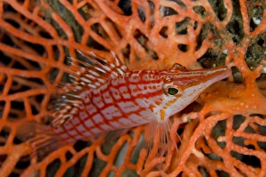 Longnose Hawkfish (Oxycirrhites typus) adult, resting on coral, Lembeh Straits, Sulawesi, Sunda Islands, Indonesia