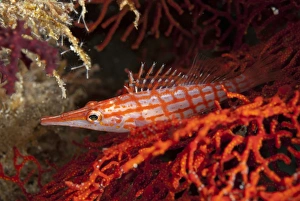 Longnose Hawkfish (Oxycirrhites typus) adult, resting in coral, Sipadan Island, Sabah, Borneo, Malaysia, December