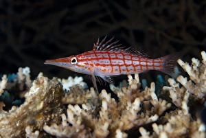 Hawkfishes Prints: Longnose Hawkfish (Oxycirrhites typus) adult