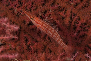 Longnose Hawkfish (Oxycirrhites typus) adult, in coral fan, Sipadan Island, Sabah, Borneo, Malaysia