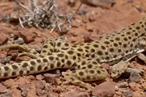 Uutah Prints: Longnose Leopard Lizard showing rear legs- Utah America