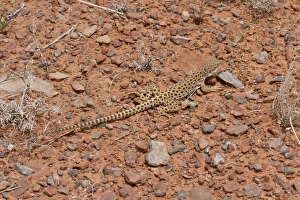 Longnose Leopard Lizard - Utah America