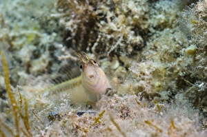 Blenny Prints: Longstripe Blenny (Parablennius rouxi) adult