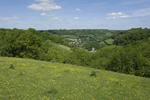 Blue Prints: Looking towards Branscombe village on an early summer day in Devon with trees in new leaf buttercups in flower