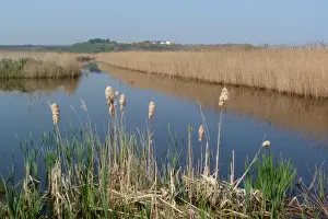 Dunwich Prints: Looking over bulrush seed heads then reed beds towards Dunwich - RSPB Minsmere Suffolk