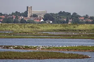 Havergate Prints: Looking over flock of resting Avocets on Havergate Island Marsh towards Orford