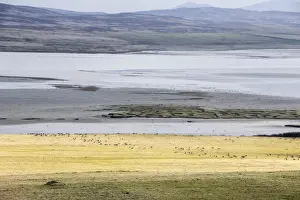 Stone Prints: Looking over Loch Gruinart, wintering grounds of the Barnacle and white fronted geese