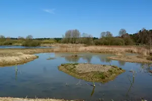 Trust Prints: Looking north from Reed Hide at Lackford Lakes a Suffolk Wildlife Trust Reserve