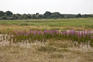 Dunwich Prints: Looking over Rosebay Willowherb flowers and Dingle Marsh towards the Village of Dunwich - Suffolk