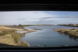 Looking from Sanctuary hide at RSPB Snettisham north over Oystercatchers and Greylag Geese