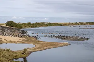 Looking from Sanctuary hide at RSPB Snettisham north towards Shore hide. Oystercatchers and Greylag Geese