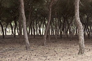 Donana Prints: Looking through stone pine trees, Coto Donana, Spain