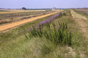 Footpath Prints: Looking along Suffolk coastal footpath over Rosebay Willowherb towards Martello Tower Z