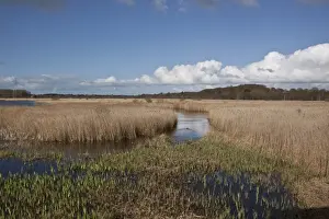 Mmarsh Prints: Looking west from Island Mere Hide at RSPB Minsmere Suffolk