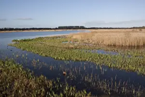 Looking west from Island Mere Hide at RSPB Minsmere Suffolk. Early spring with fresh reed growth