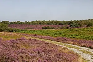 Track Prints: Looking over Westleton heath, flowering Heather and bracken