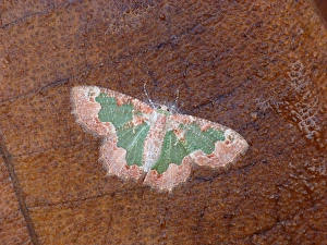 Geometrid Prints: Looper Moth (Anisozyga aphrias) adult, resting on log, Western Australia, Australia