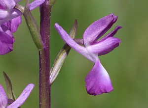 Loose-flowered Orchid (Orchis laxiflora) close-up of flower, Corsica, France, April