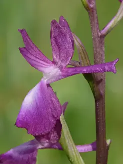 Loose-flowered Orchid (Orchis laxiflora) close-up of flower, growing in marshland, Peloponesos, Southern Greece, april
