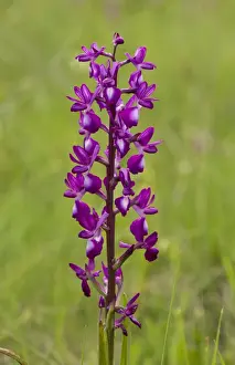Sardinian Prints: Loose-flowered Orchid (Orchis laxiflora) flowering, Sardinia, Italy, April