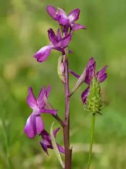 Loose-flowered Orchid (Orchis laxiflora) flowerspike, growing in marshland, Peloponesos, Southern Greece, april