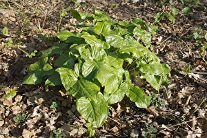 Floor Prints: Lords and Ladies (Arum maculatum) leaves