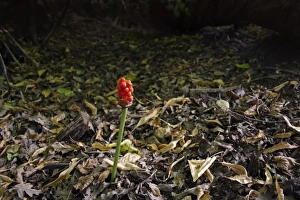 Floor Prints: Lords and Ladies (Arum maculatum) ripe berries on spike