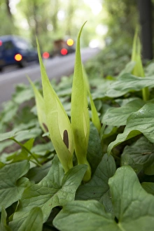 Cars Prints: Lords and Ladies (Arum maculatum) spathe and spadix