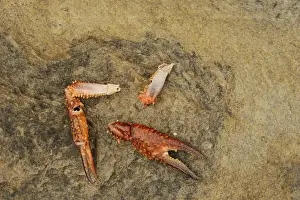 Killed Prints: Louisiana Crayfish (Procambarus clarkii) introduced species