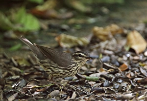 Warblers Prints: Louisiana Waterthrush (Seiurus motacilla) adult