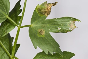 Pests Prints: Lovage leaf miner, Euliea heraclei, damage to lovage leaf