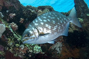 Ship Prints: Lowfin Drummer (Kyphosus vaigiensis) juvenile, swimming at shipwreck, USAT Liberty