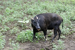 Lowland Anoa (Bubalus depressicornis) adult male, feeding, Indonesia, march (captive)