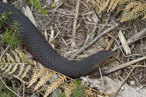 Lowland Prints: Lowland Copperhead (Austrelaps superbus) adult