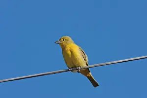 Tanagers Prints: Lowland Hepatic Tanager (Piranga flava flava) adult female