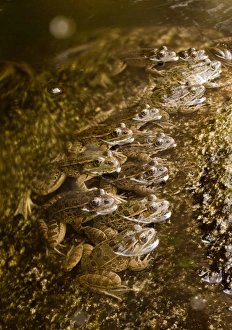 Frog Prints: Lowland Leopard Frog (Rana yavapaiensis) adults