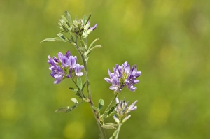 Bexley Prints: Lucerne (Medicago sativa) flowering, Crossness Nature Reserve, Bexley, Kent, England, june