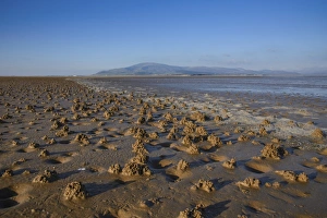 Shore Prints: Lugworm (Arenicola marina) casts on beach