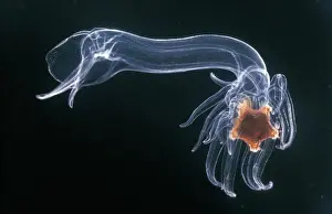 Star Fish Prints: Luidia sarsi, very late bipinnaria larva of the long armed starfish, taken 1966