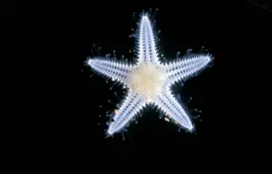 Star Fish Prints: The Luidia sarsi is a species of starfish, several weeks after metamorphosis