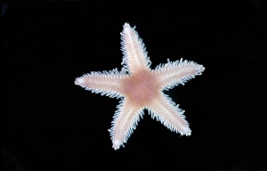 Star Fish Prints: The Luidia sarsi is a species of starfish. young taken 1967