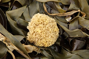 Lumpsucker (Cyclopterus lumpus) eggs, washed up on beach strandline, Kimmeridge, Isle of Purbeck, Dorset, England