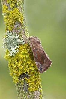 Lunar-spotted Pinion (Cosmia pyralina) adult, resting on lichen covered twig, Essex, England