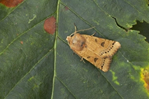 Noctuids Prints: Lunar Underwing (Omphaloscelis lunosa) adult, resting on leaf, Essex, England