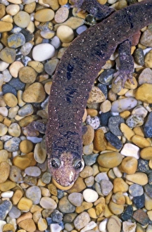 Salamanders Prints: Lungless Salamander (Desmognathus quadrimagulatum)